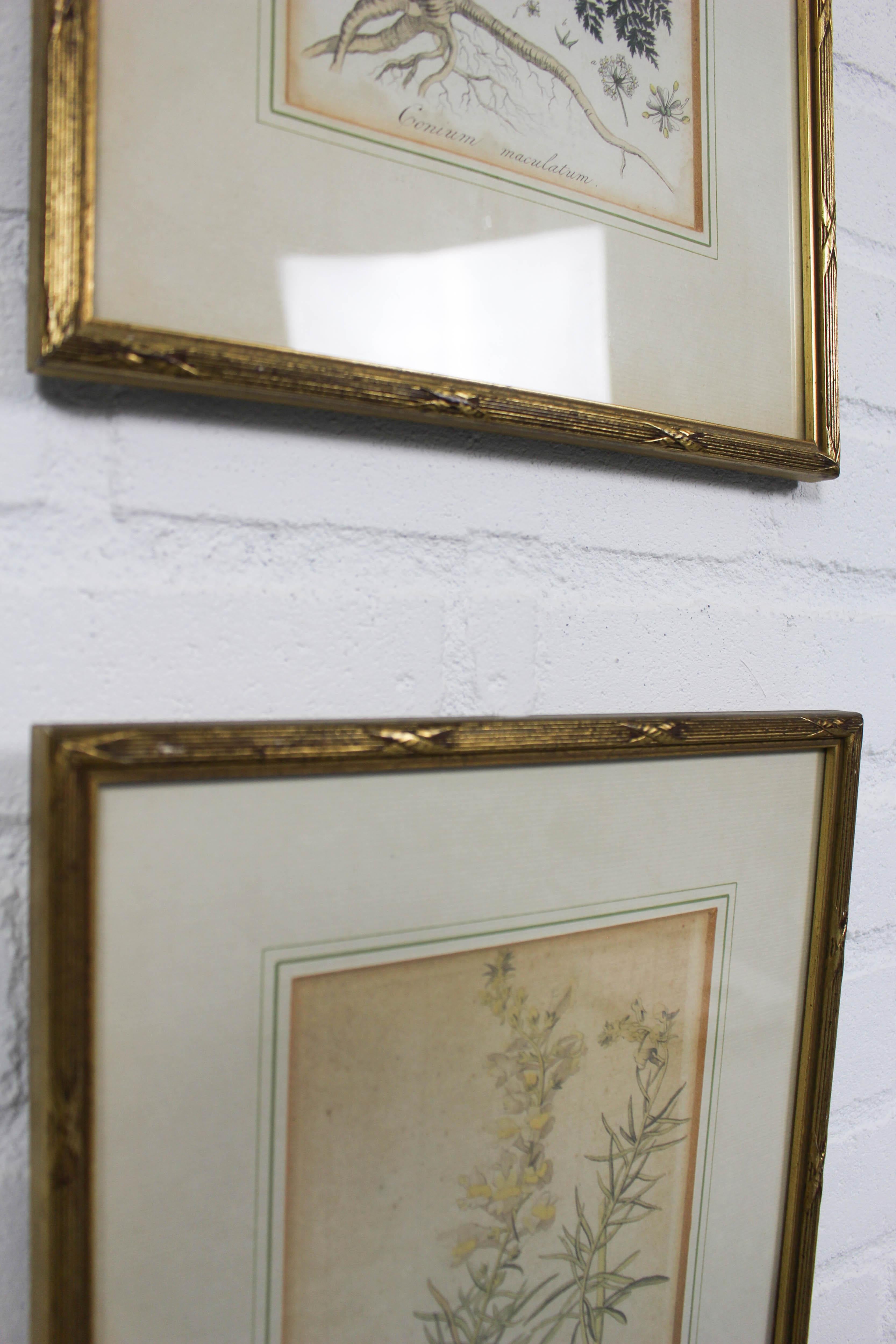 Early 19th Century Set of 3 Copperplate Engravings from the Famous Book 