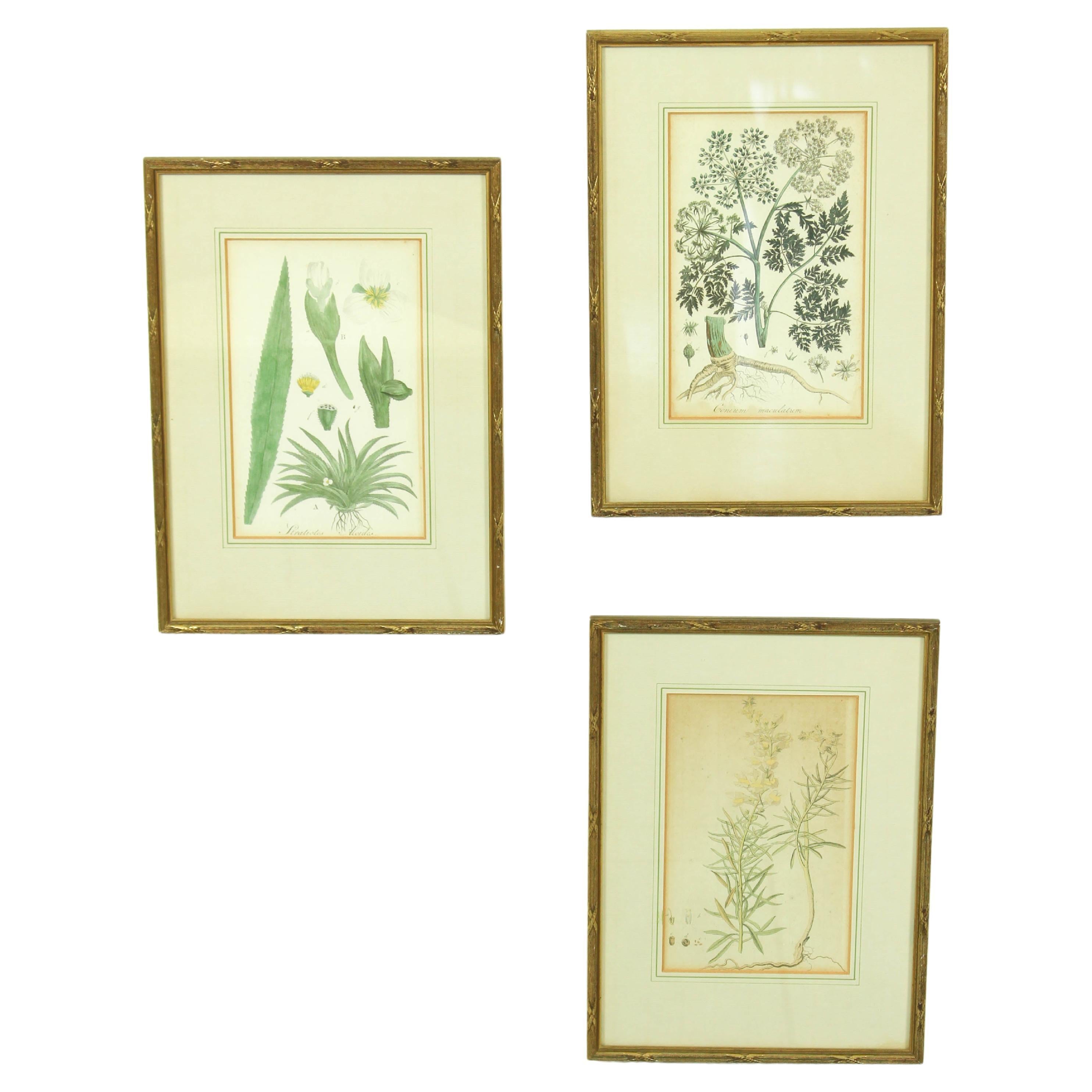 Set of 3 Copperplate Engravings from the Famous Book "Flora Batava, 1807"-1814 For Sale