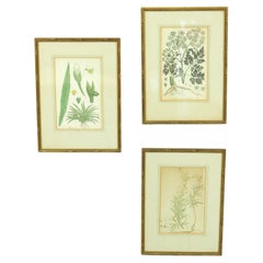 Set of 3 Copperplate Engravings from the Famous Book "Flora Batava, 1807"-1814