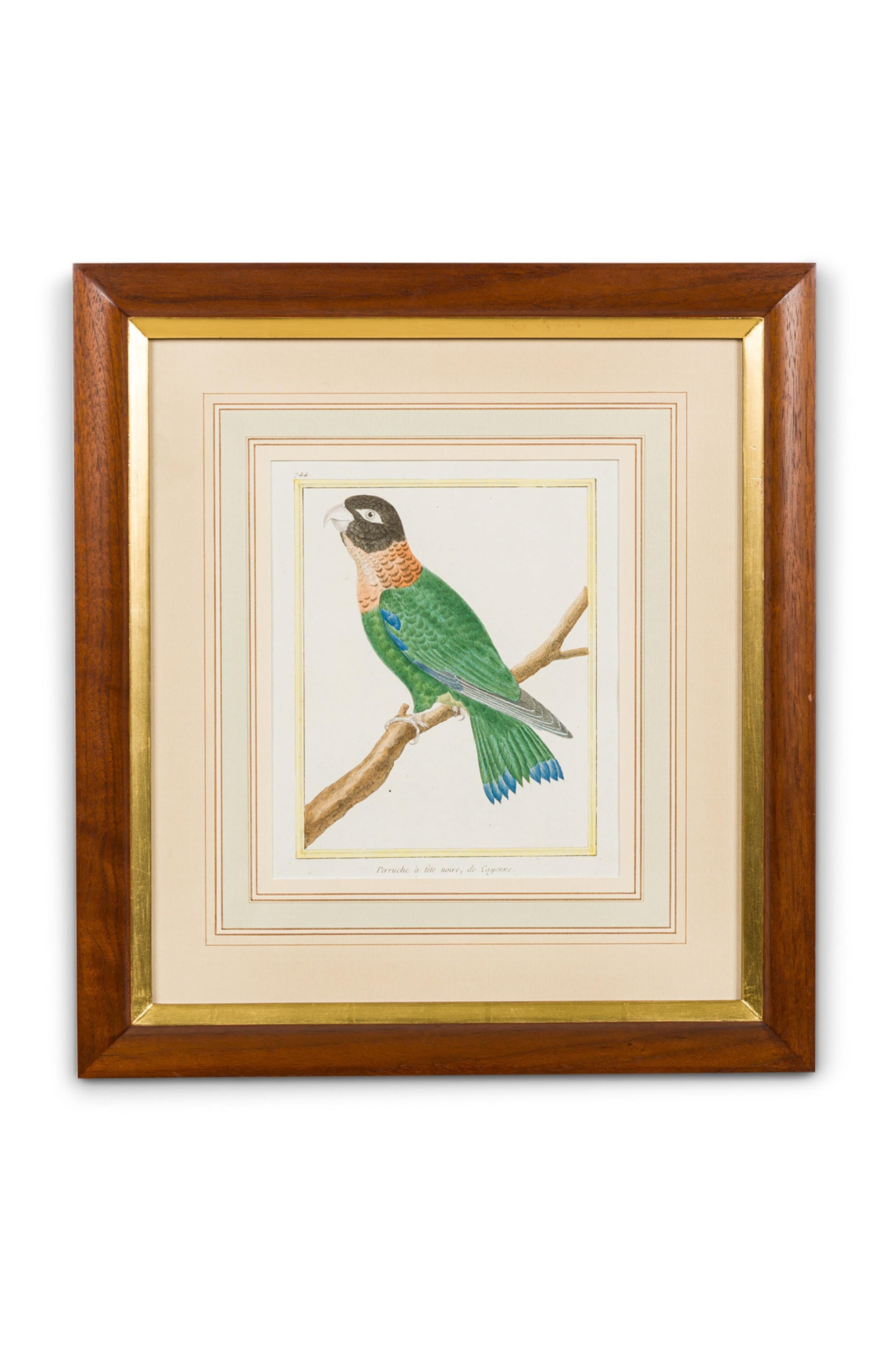 SET von 3 englischen viktorianischen Drucke von verschiedenen farbigen Vögeln in einer Eiche und Gold trimmen Rahmen (PREIS ALS SET)