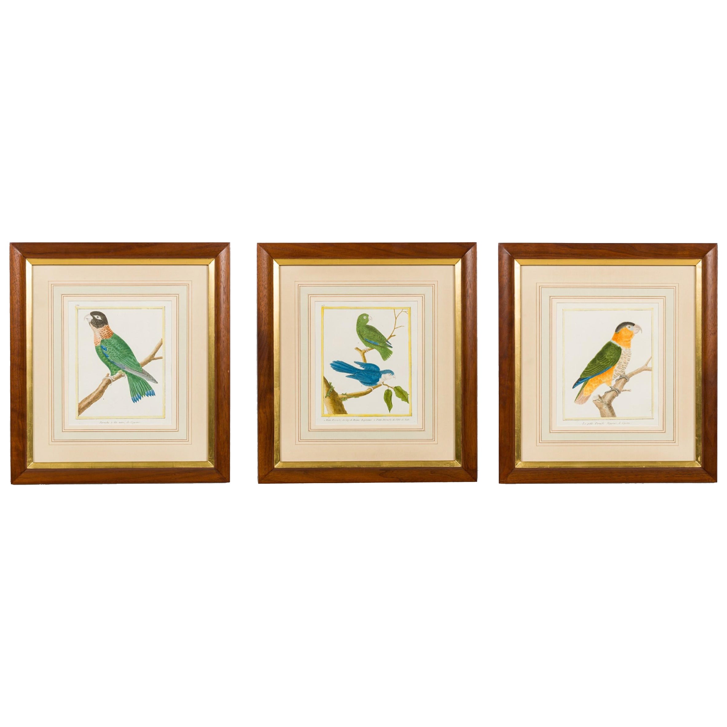 Set of 3 English Victorian Prints  of Various Birds in Different Colors