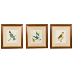 Set of 3 English Victorian Prints  of Various Birds in Different Colors