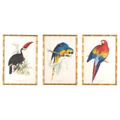 Set of 3 Exotic Bird Lithographs