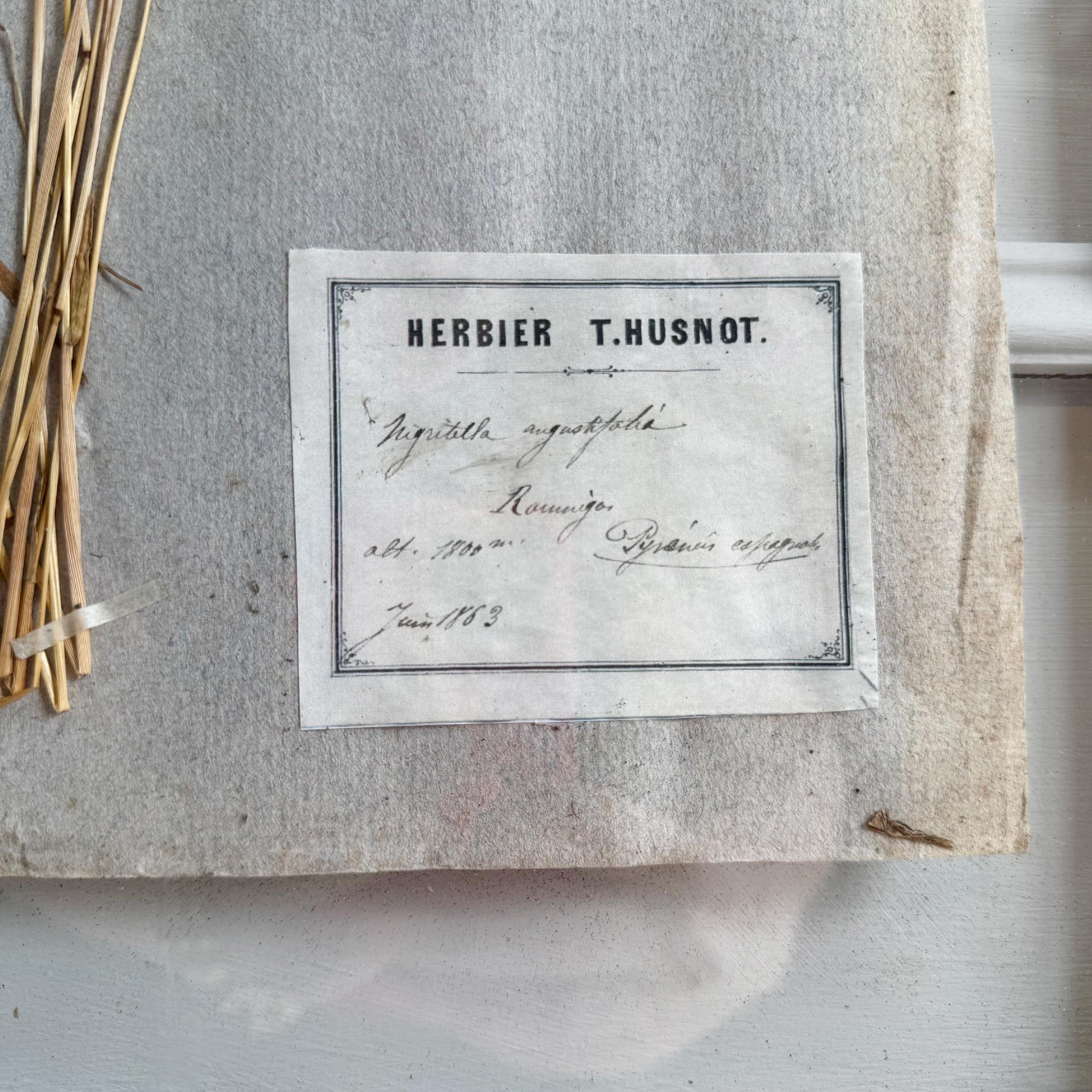 Ensemble de 3 spécimens d'herbes anciens encadrés P T Husnot en vente 2