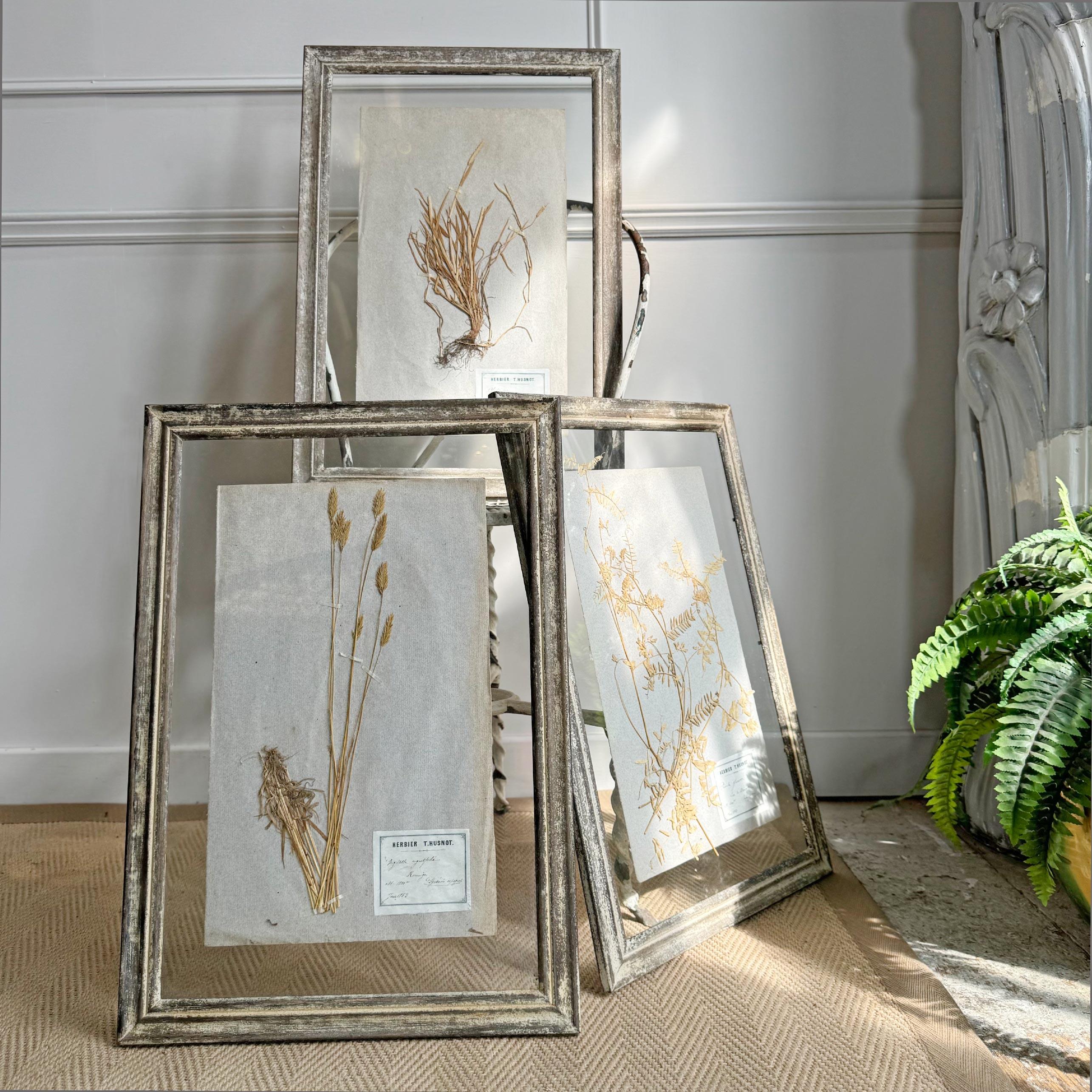 Magnifique ensemble de 3 spécimens d'herbes anciennes encadrés provenant de la collection privée du célèbre bryologue français PT Husnot. Ces spécimens proviennent de sa collection privée et ont été magnifiquement encadrés, prêts à être