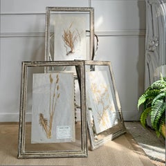 Set of 3 framed Antique Herb Specimens P T Husnot