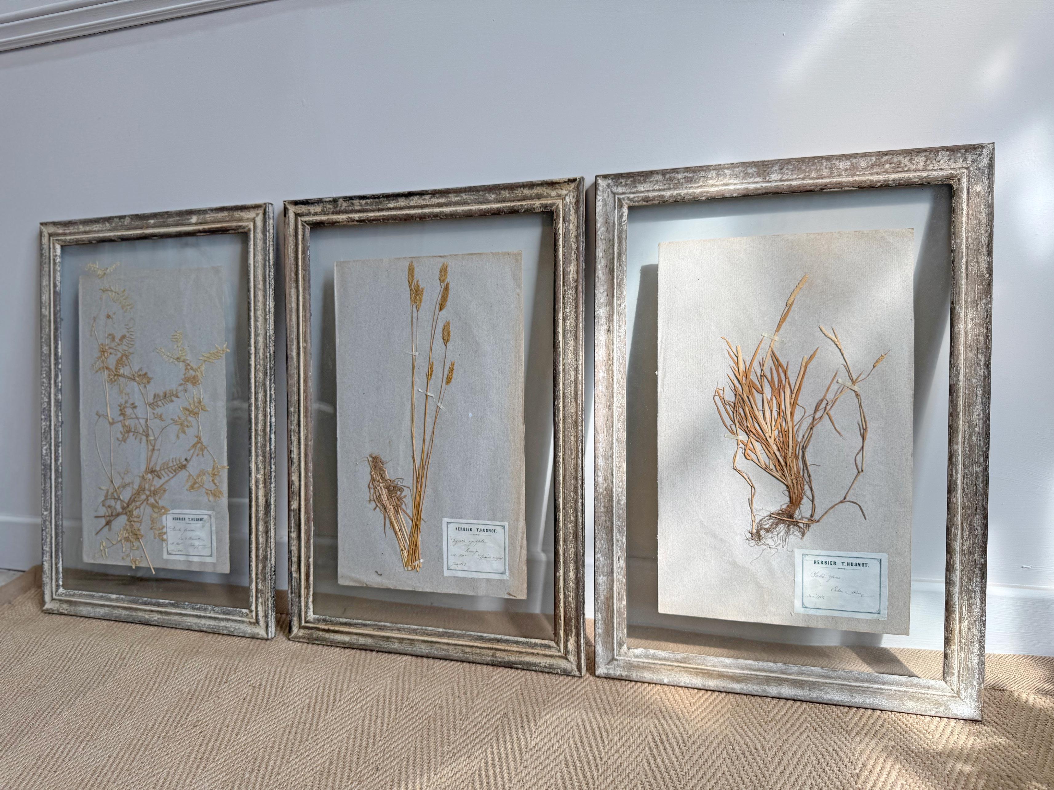 Belle Époque Ensemble de 3 spécimens d'herbes anciens encadrés P T Husnot en vente