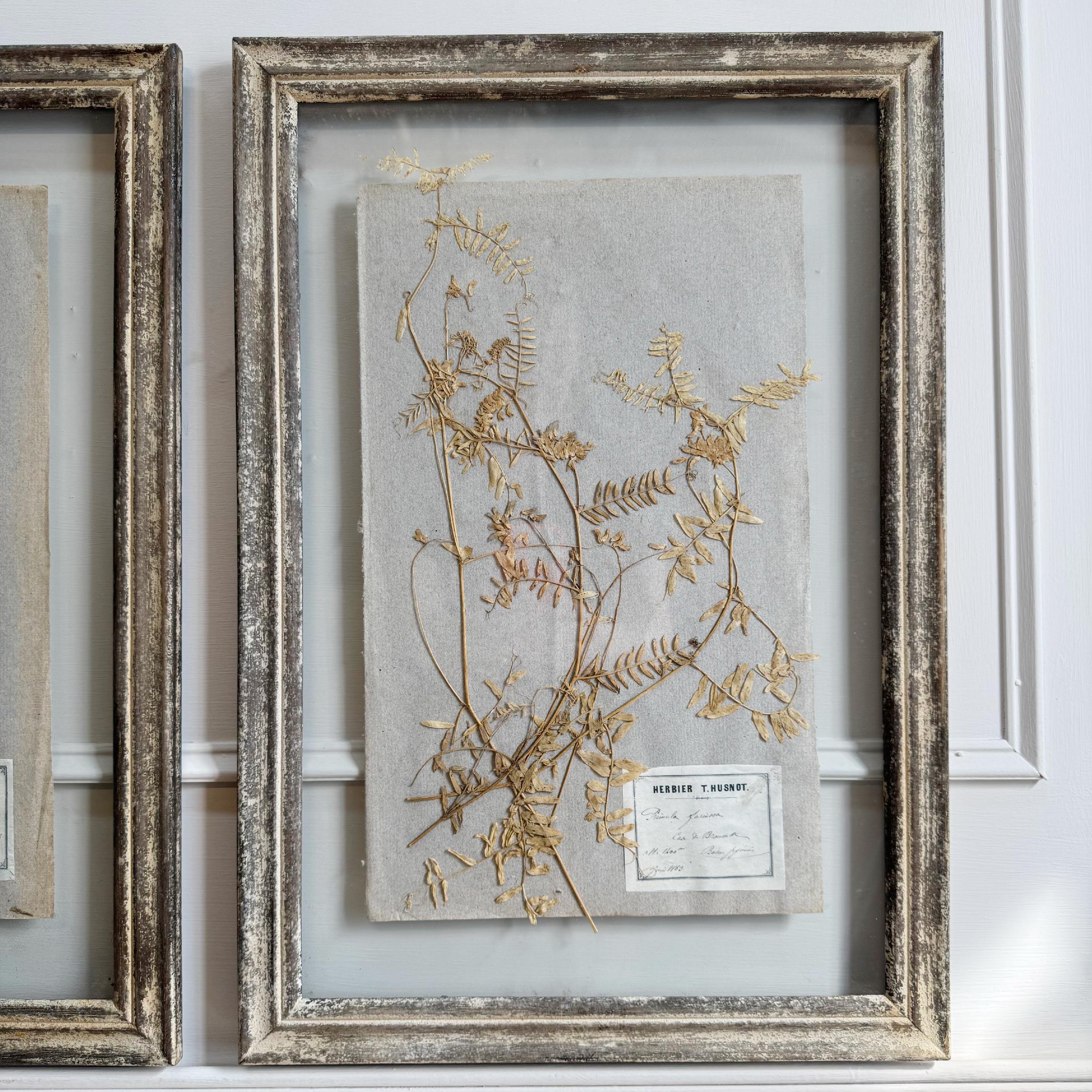 Français Ensemble de 3 spécimens d'herbes anciens encadrés P T Husnot en vente
