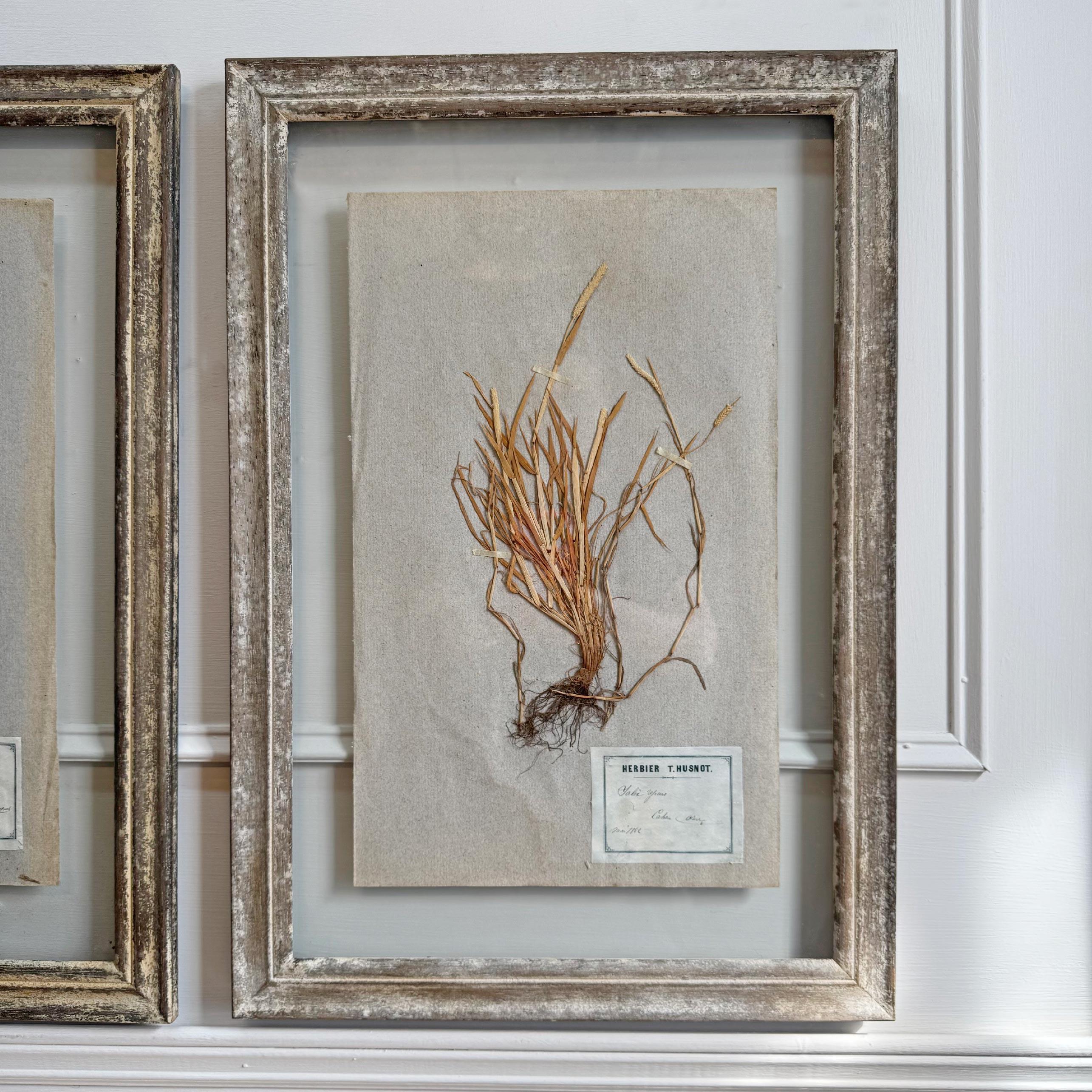 Milieu du XIXe siècle Ensemble de 3 spécimens d'herbes anciens encadrés P T Husnot en vente