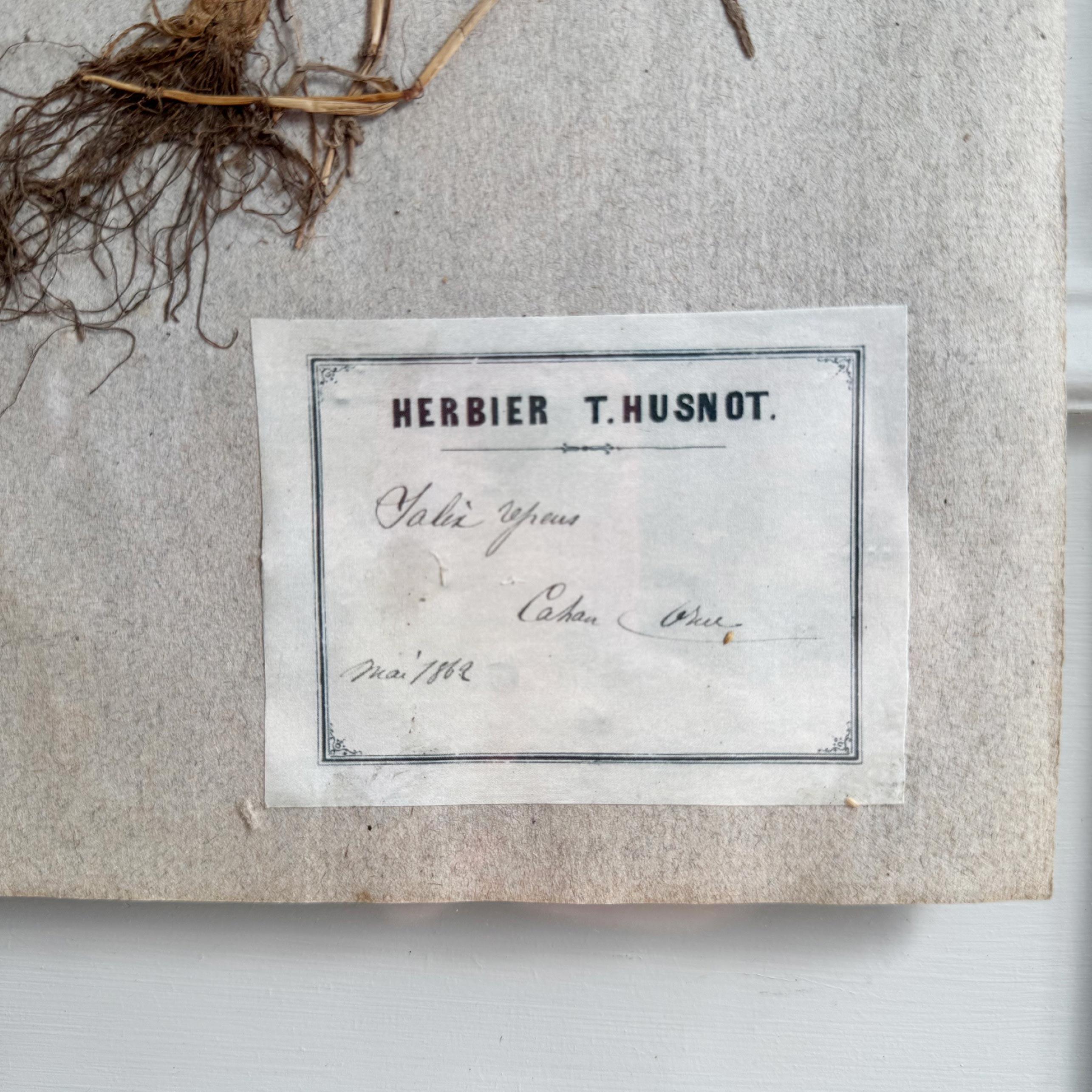 Verre Ensemble de 3 spécimens d'herbes anciens encadrés P T Husnot en vente