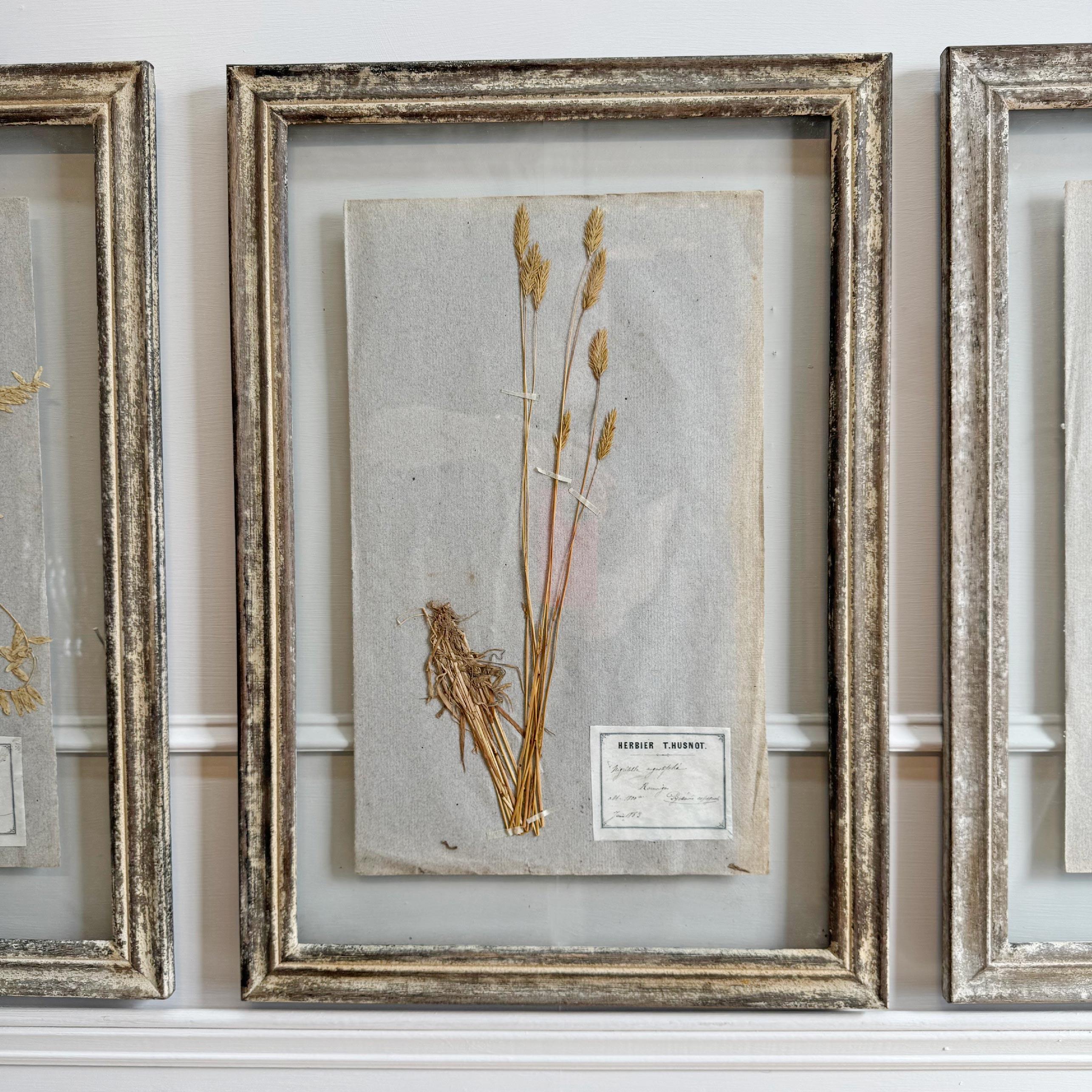 Ensemble de 3 spécimens d'herbes anciens encadrés P T Husnot en vente 1
