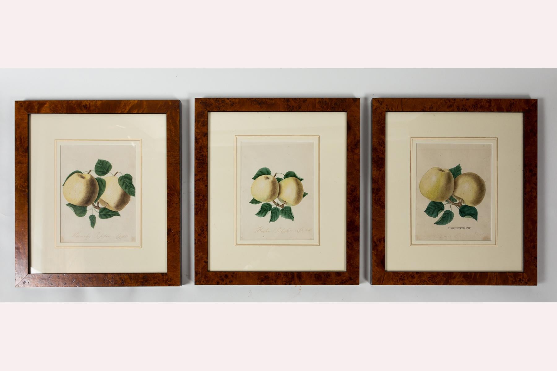 Ensemble de 3 lithographies d'étude de la pomme, début du 20e siècle. Études coloriées à la main de variétés de pommes. Encadré professionnellement et muni d'un passe-partout.