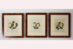 Set of 3 Framed Apple Study Lithographs, early 20th Century