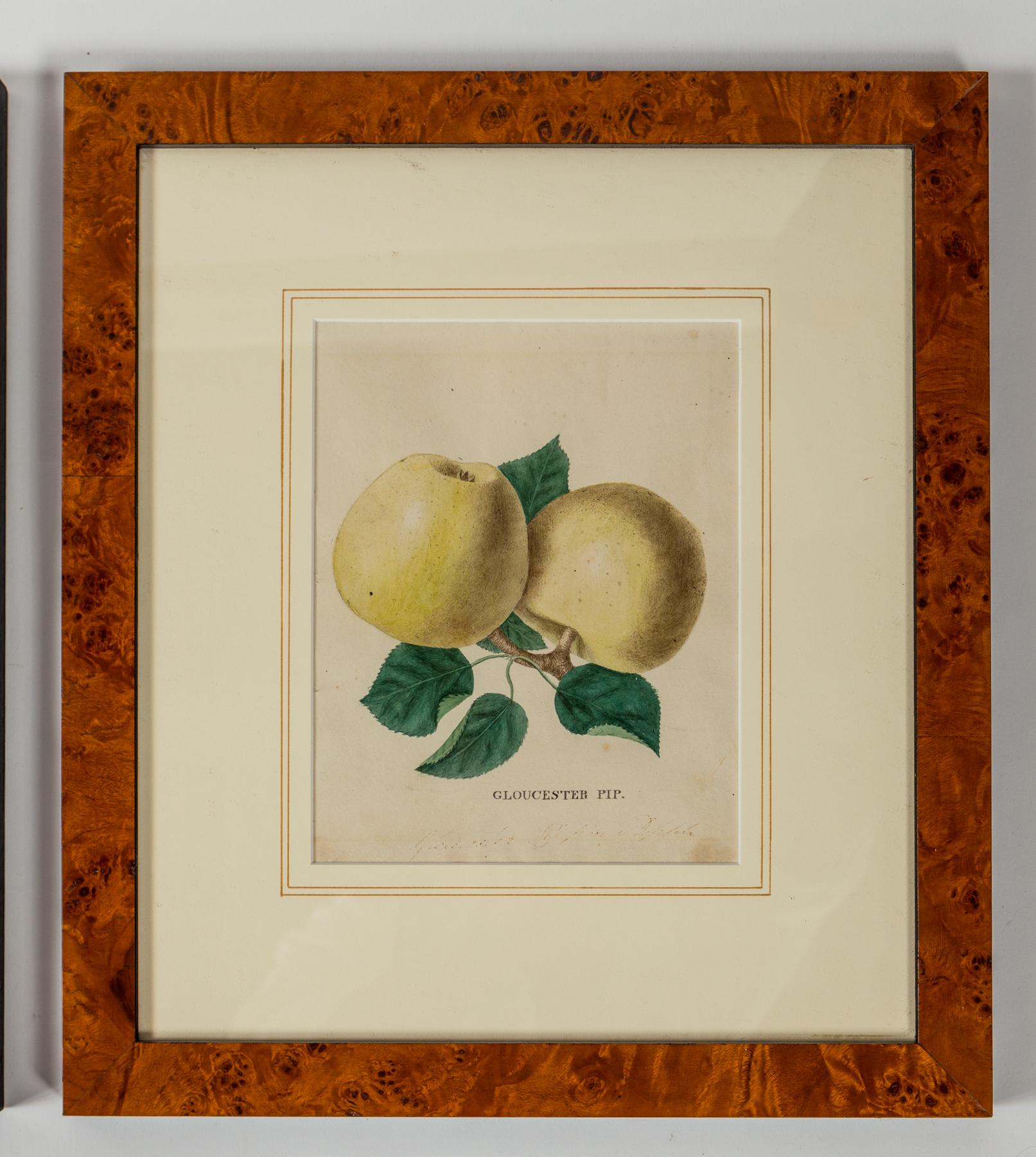 Neoclassical Set of 3 Framed Apple Study Lithographs, early 20th Century For Sale