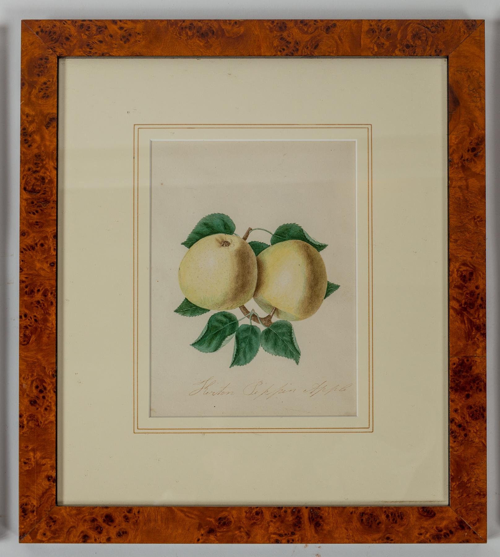 Set of 3 Framed Apple Study Lithographs, early 20th Century In Good Condition For Sale In Chappaqua, NY