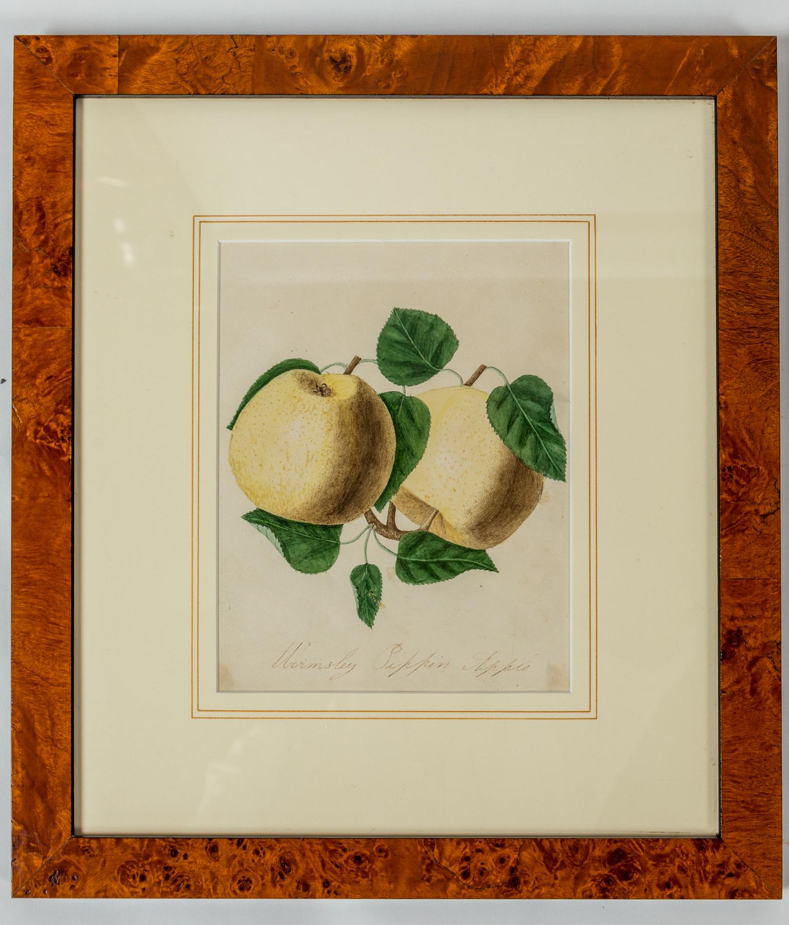 Wood Set of 3 Framed Apple Study Lithographs, early 20th Century For Sale