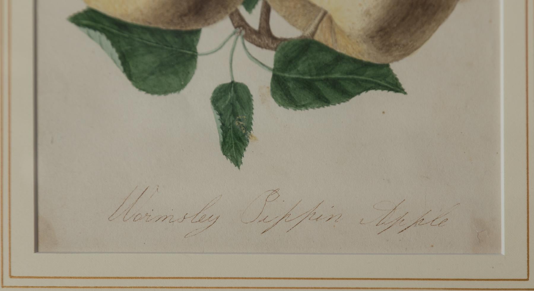 Set von 3 gerahmten Apfelstudien-Lithographien, frühes 20. Jahrhundert im Angebot 1