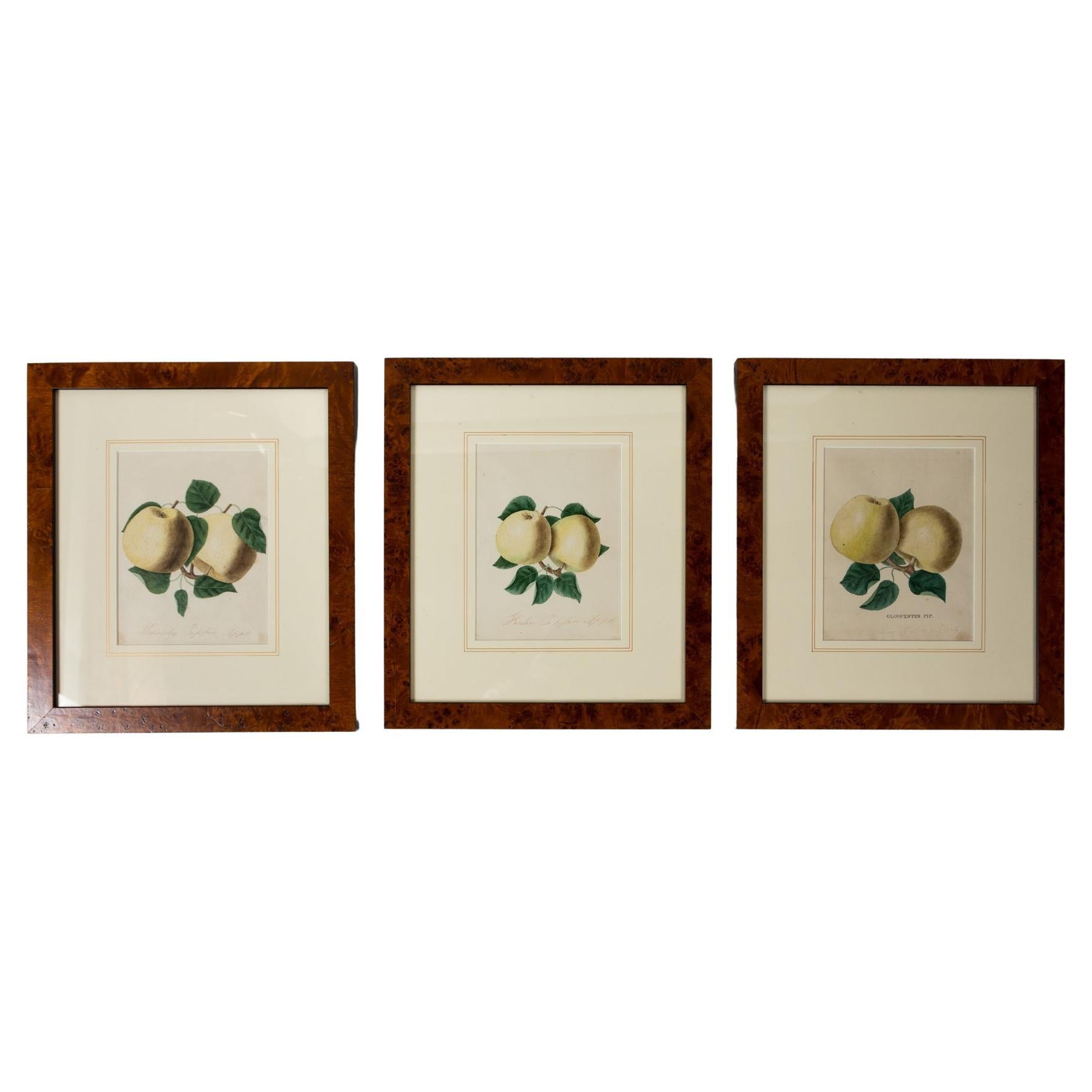 Set von 3 gerahmten Apfelstudien-Lithographien, frühes 20. Jahrhundert