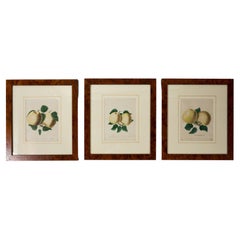 Antique Set of 3 Framed Apple Study Lithographs, early 20th Century