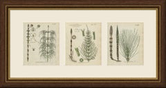 Set di 3 incisioni colorate a mano raffiguranti la coda di cavallo: “Wood”, “Field” e “Water”, 1806-1809