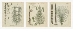 Set di 3 incisioni colorate a mano raffiguranti la coda di cavallo: “Wood”, “Field” e “Water”, 1806-1809