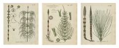 Set of 3 Hand-Colored Horsetail Engravings, Wood, Field and Water, 1806-1809