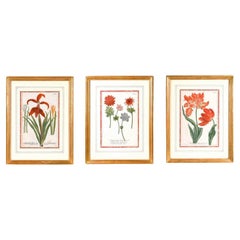 Set of 3 Johann Wilhelm Weinmann Botanical Illustrations