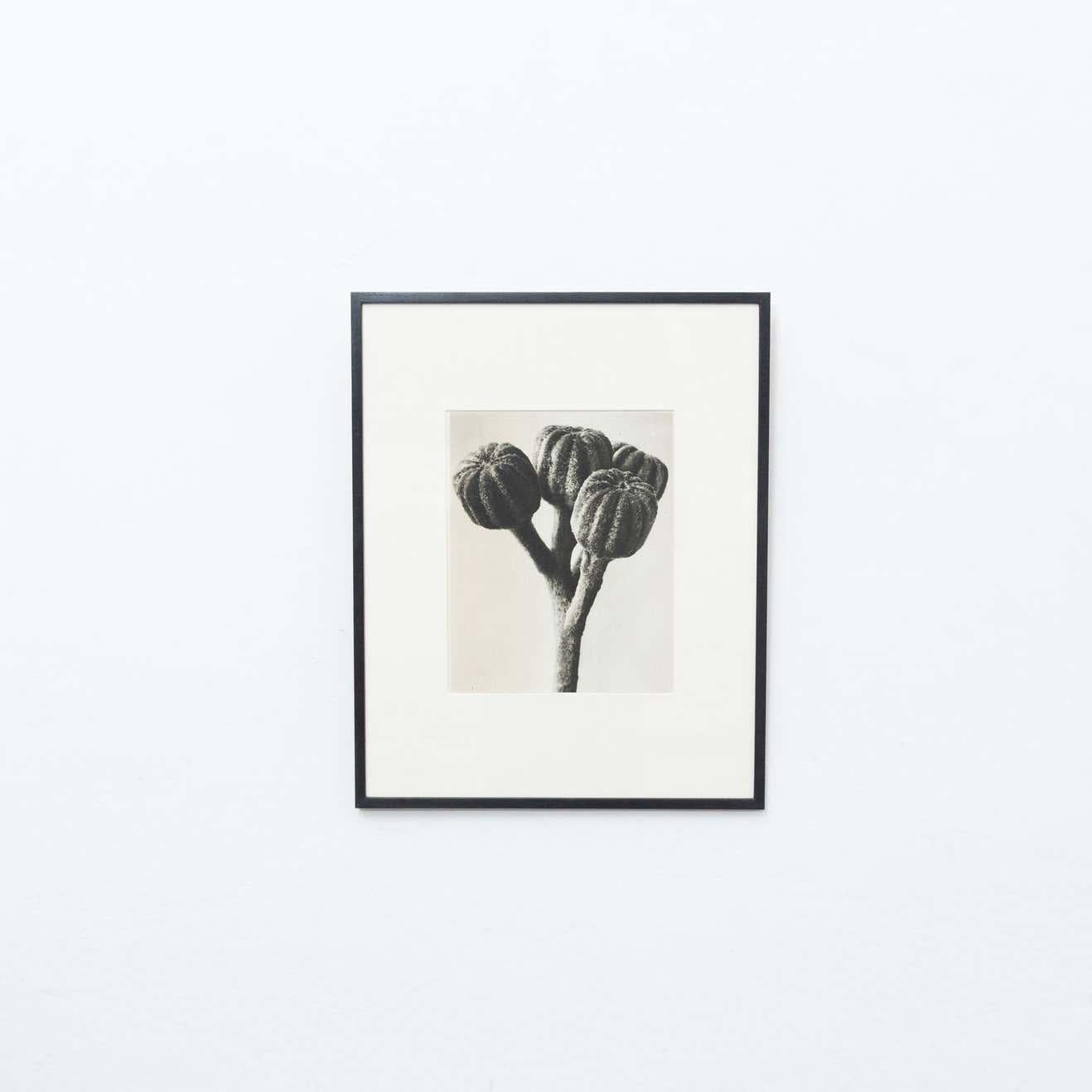 Set of 3 Karl Blossfeldt Black White Flower Photogravure Botanic Photography For Sale 6