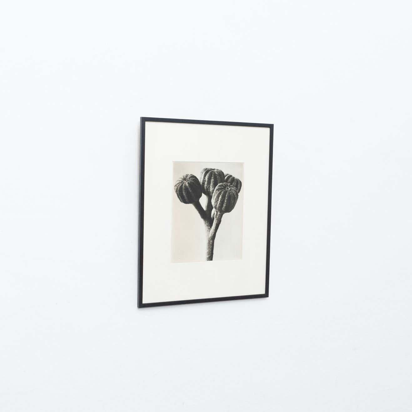 Set of 3 Karl Blossfeldt Black White Flower Photogravure Botanic Photography For Sale 7