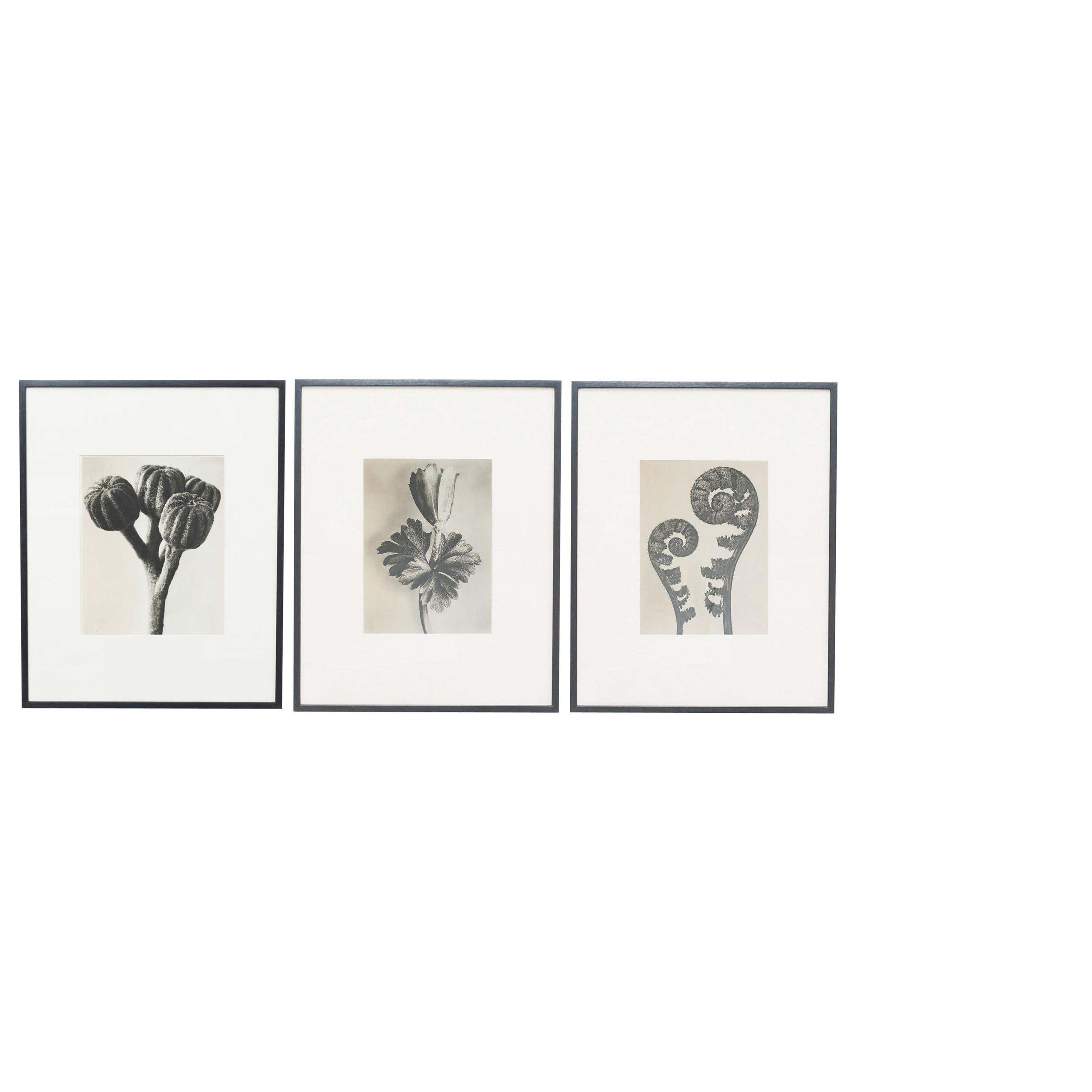 Karl Blossfeldt set of 3 from Photogravures from the edition of the book 'Wunder in der Natur' in 1942.

In original condition, with minor wear consistent with age and use, preserving a beautiful patina.

Karl Blossfeldt (June 13, 1865-December