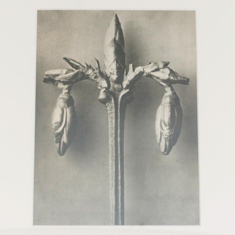 Mid-Century Modern Set of 3 Karl Blossfeldt Black White Flower Photogravure Botanic Photography For Sale
