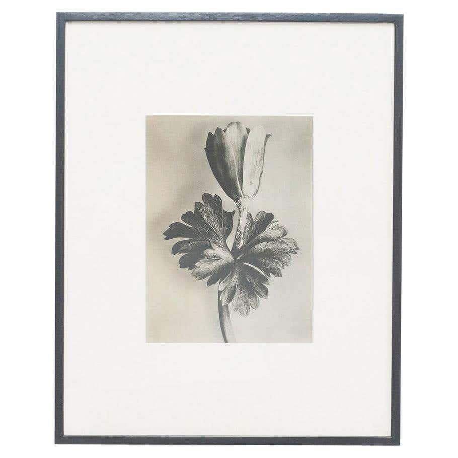 Spanish Set of 3 Karl Blossfeldt Black White Flower Photogravure Botanic Photography For Sale