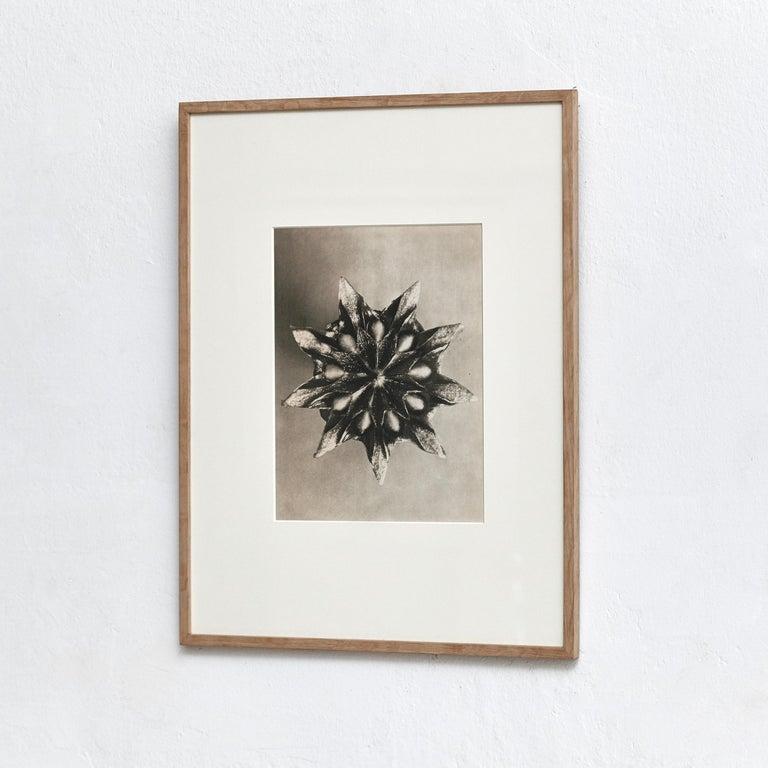 Set of 3 Karl Blossfeldt Black White Flower Photogravure Botanic Photography In Good Condition For Sale In Barcelona, Barcelona