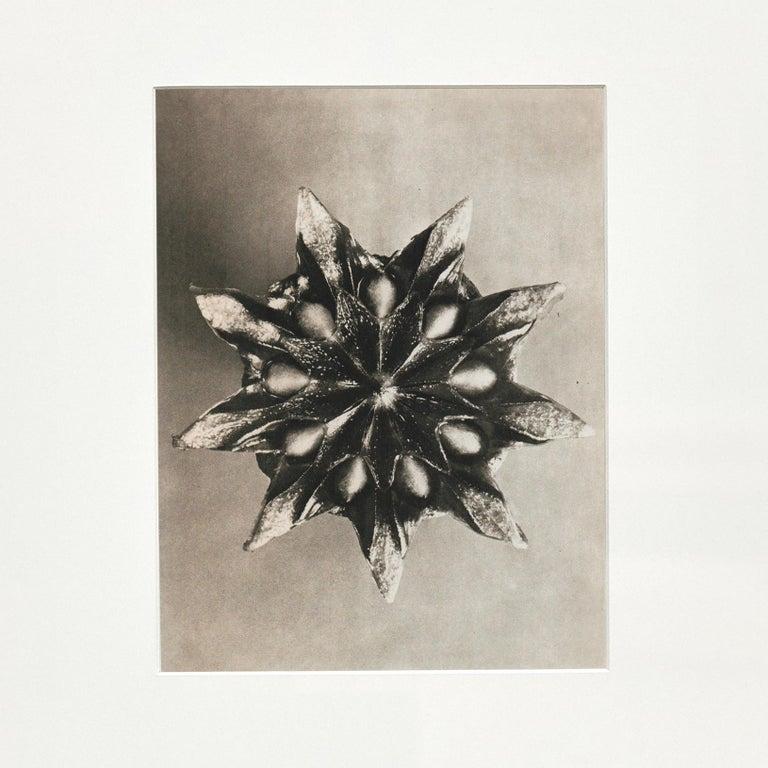 Paper Set of 3 Karl Blossfeldt Black White Flower Photogravure Botanic Photography For Sale