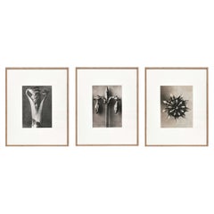 Ensemble de 3 photos de fleurs noires et blanches en photogravure botanique de Karl Blossfeldt