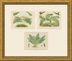Set of 3 Large Decorative Fern Chromolithographs by David Blair, circa 1885