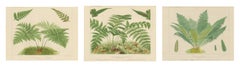 Set of 3 Large Decorative Fern Chromolithographs by David Blair, circa 1885