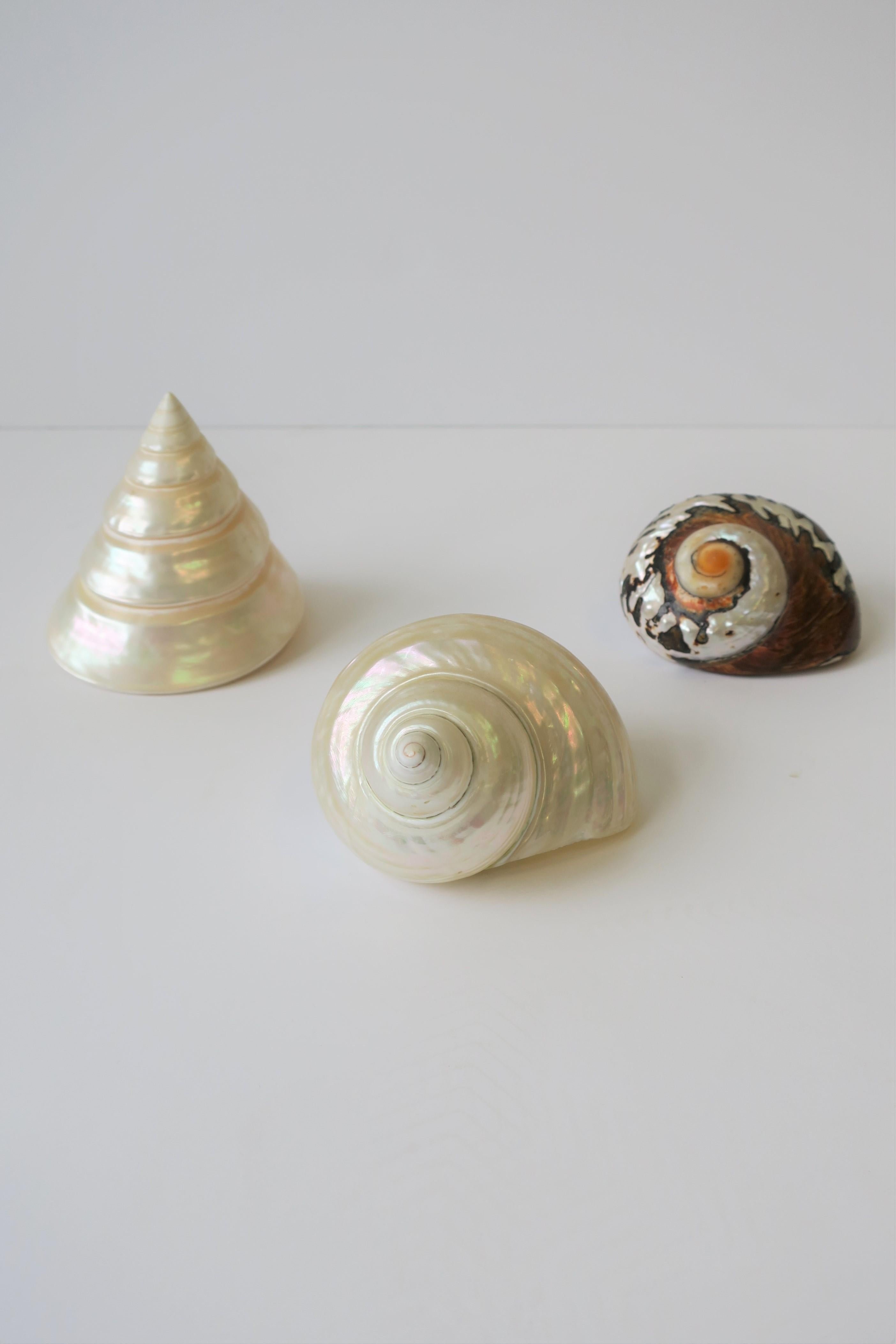 Mother-of-Pearl Seashells Sea Shells 2