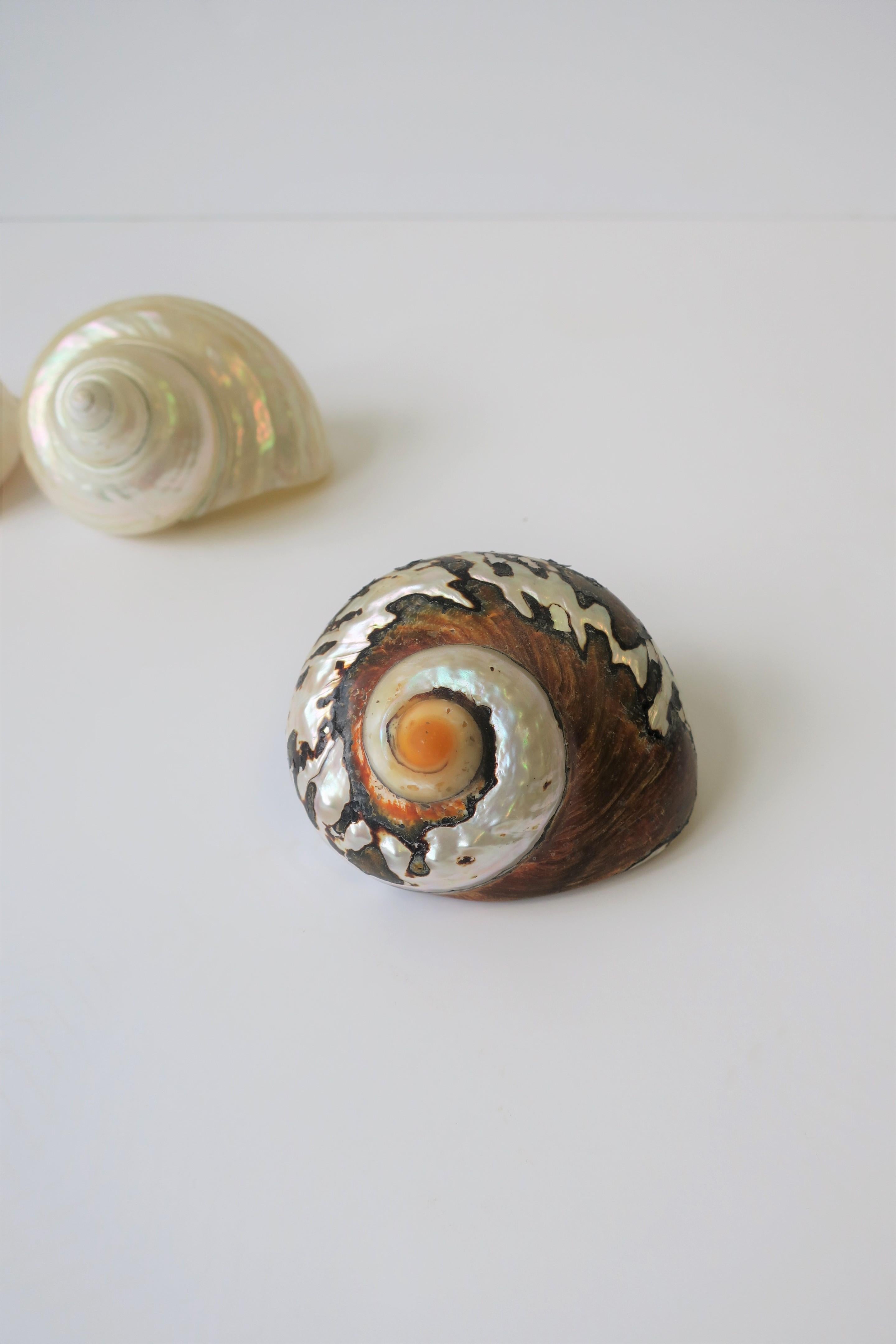 Mother-of-Pearl Seashells Sea Shells 3