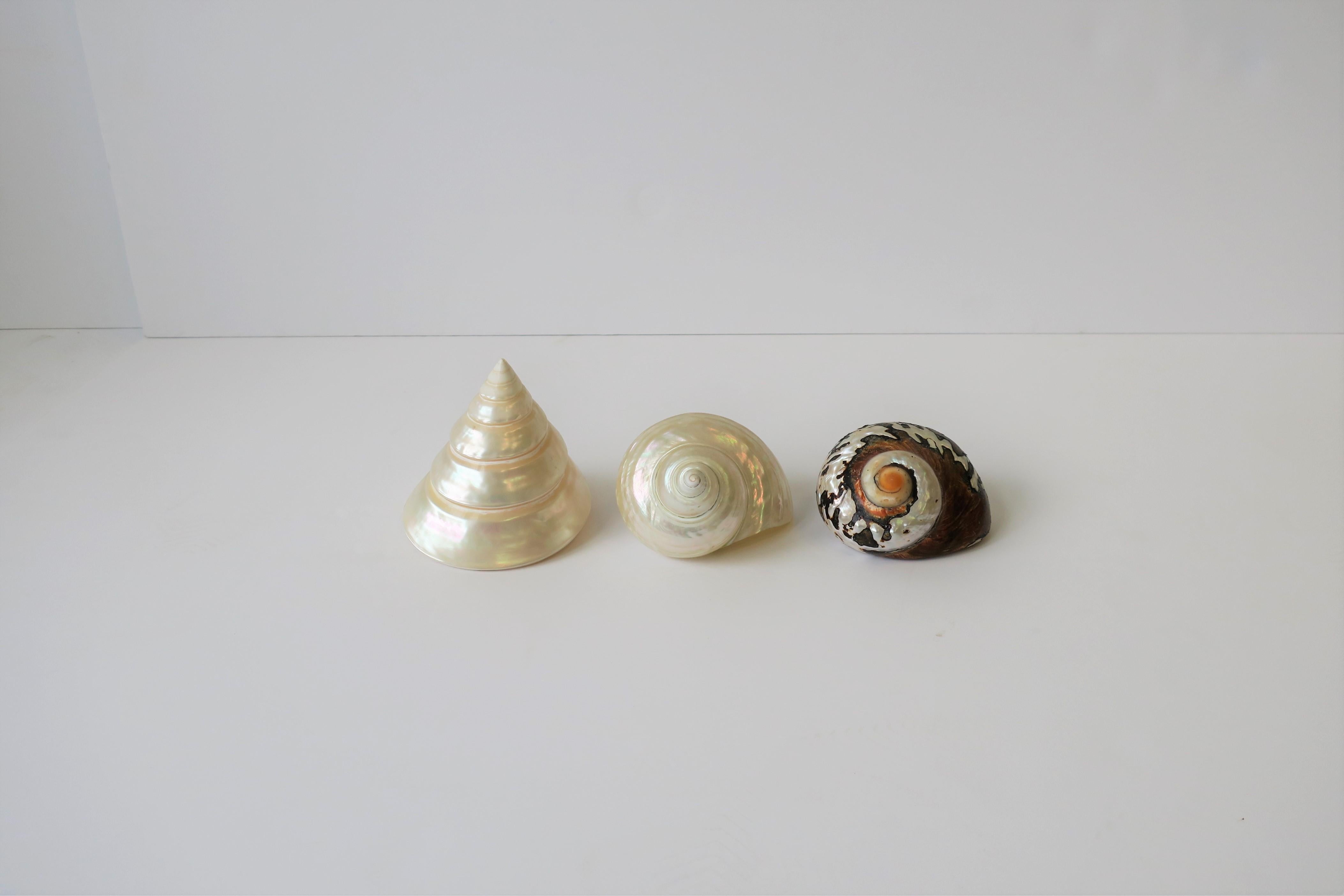 Mother-of-Pearl Seashells Sea Shells In Good Condition In New York, NY