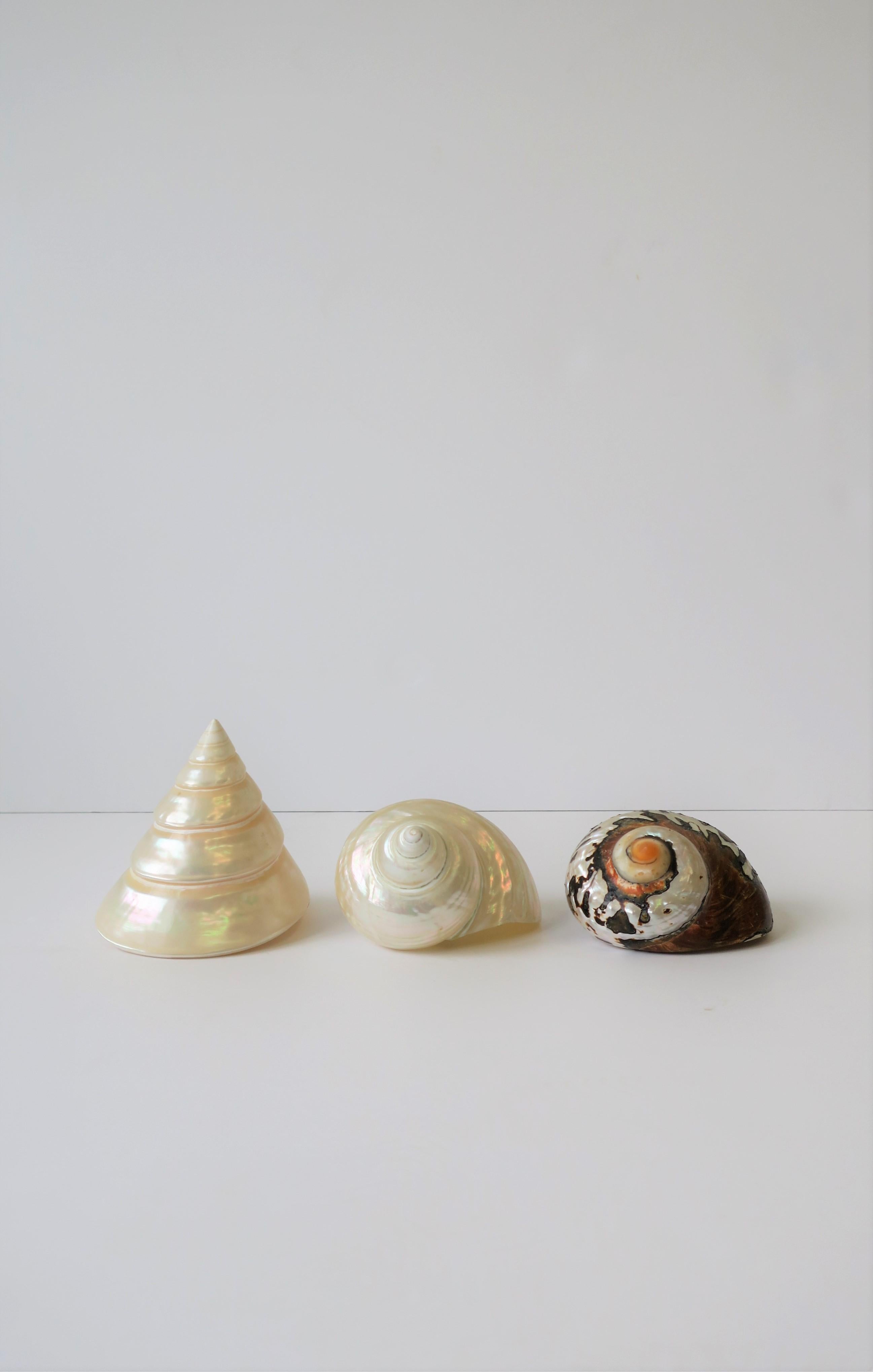 A beautiful set of three (3) mother-of-pearl seashells. Sea shells are shown as decorative objects on wicker rattan coffee table in images #12, 13, and 14. 

Measurements from L to R:
4