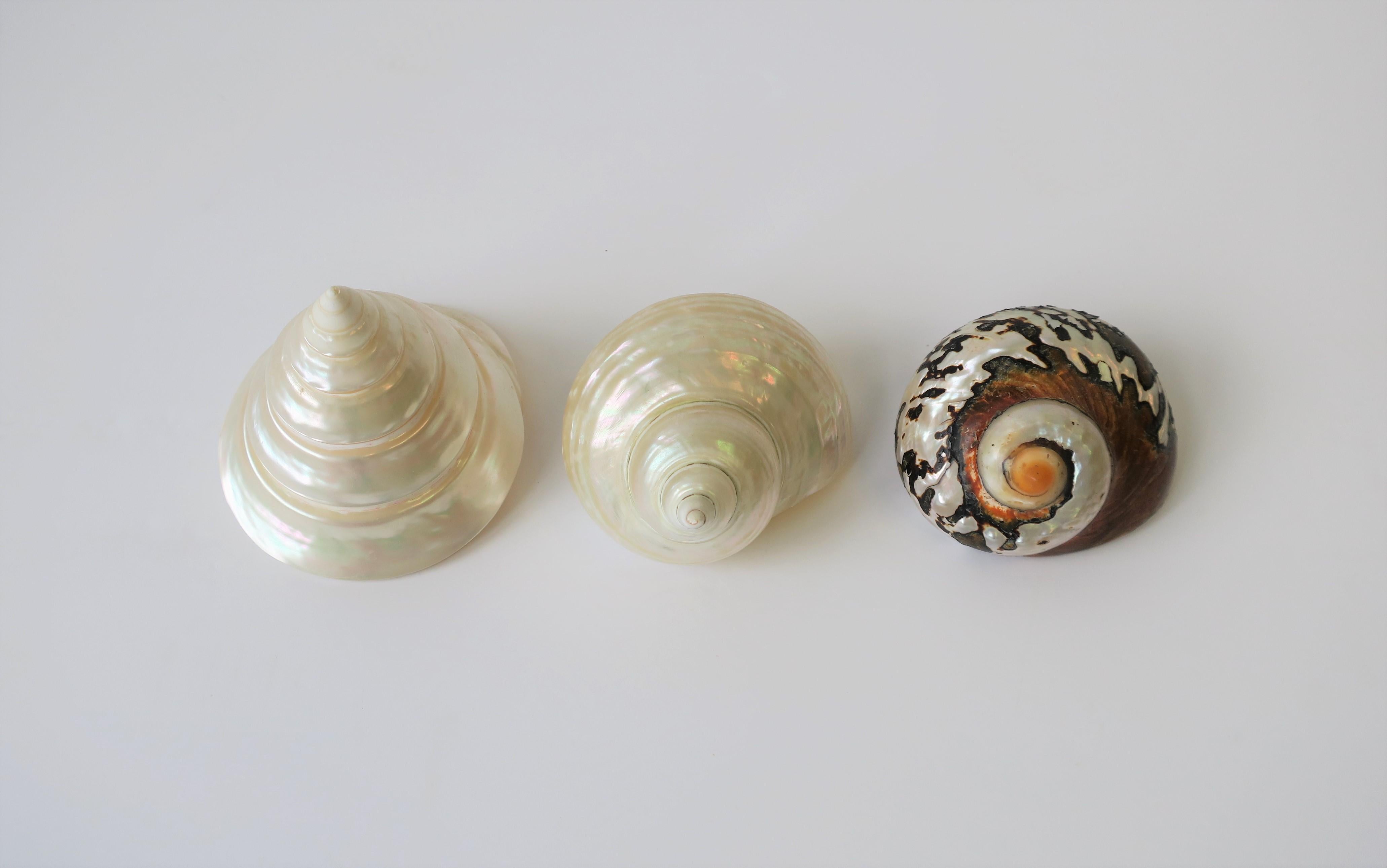 Organic Modern Mother-of-Pearl Seashells Sea Shells