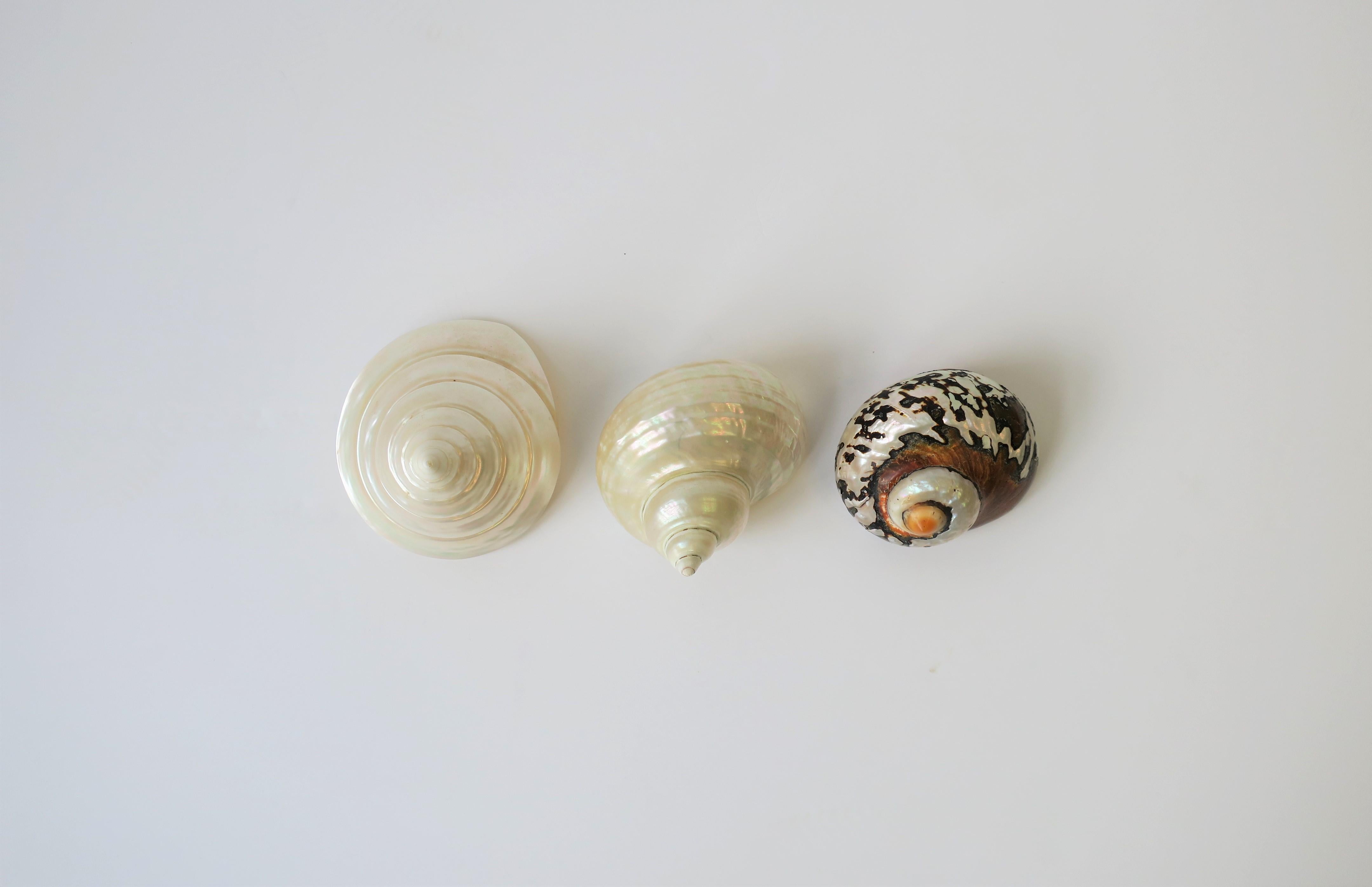 3 seashells