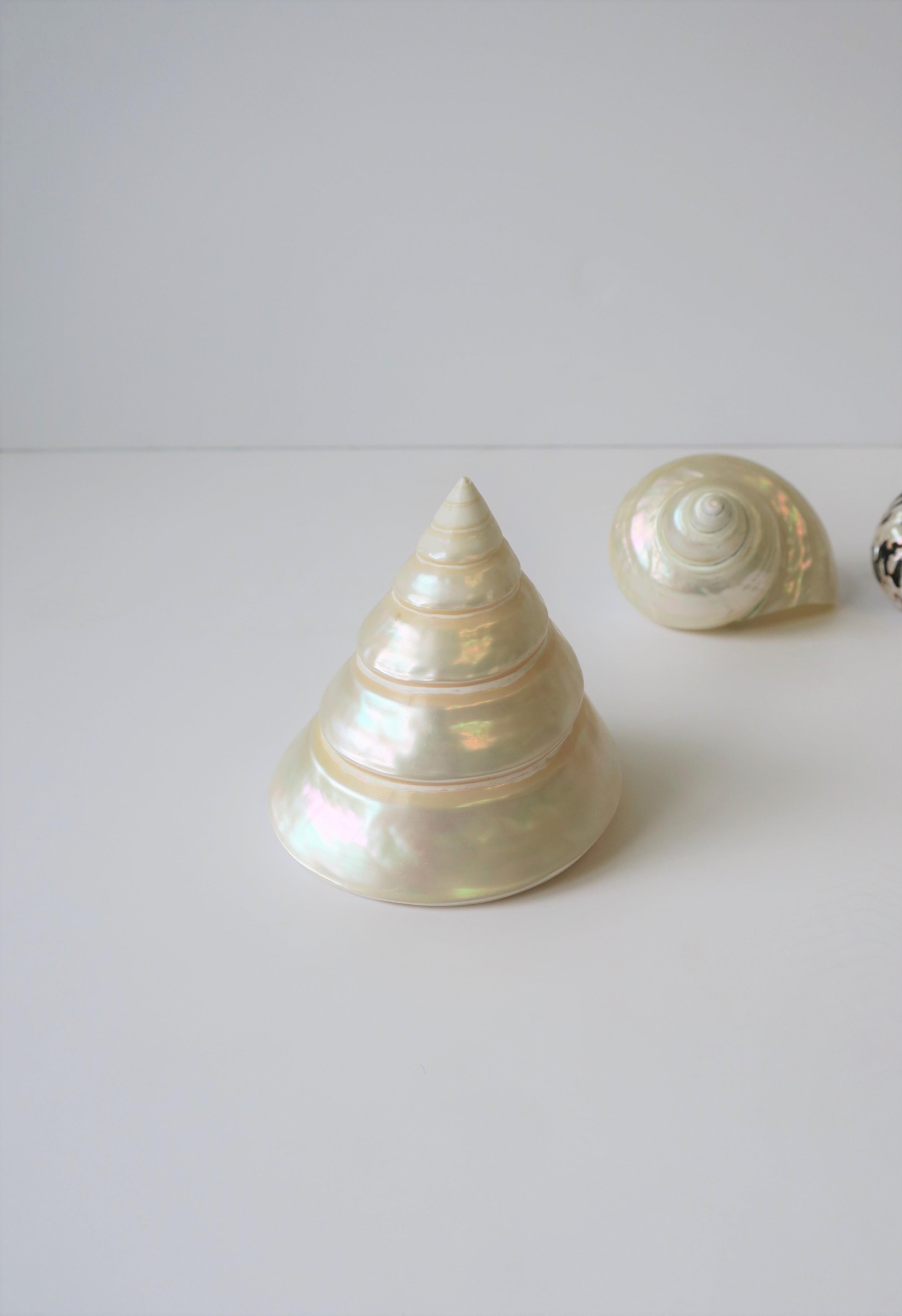 20th Century Mother-of-Pearl Seashells Sea Shells