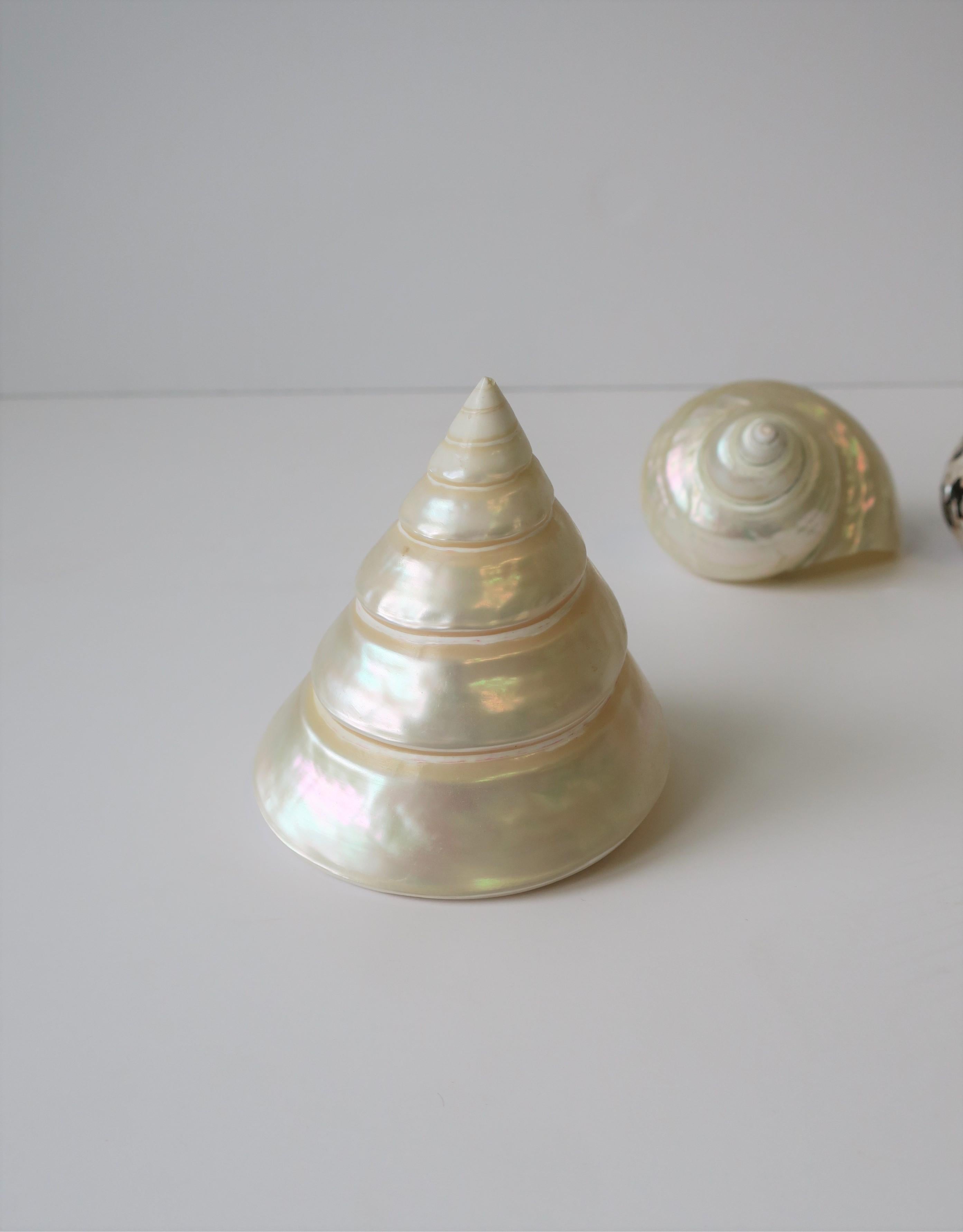 Mother-of-Pearl Seashells Sea Shells 1
