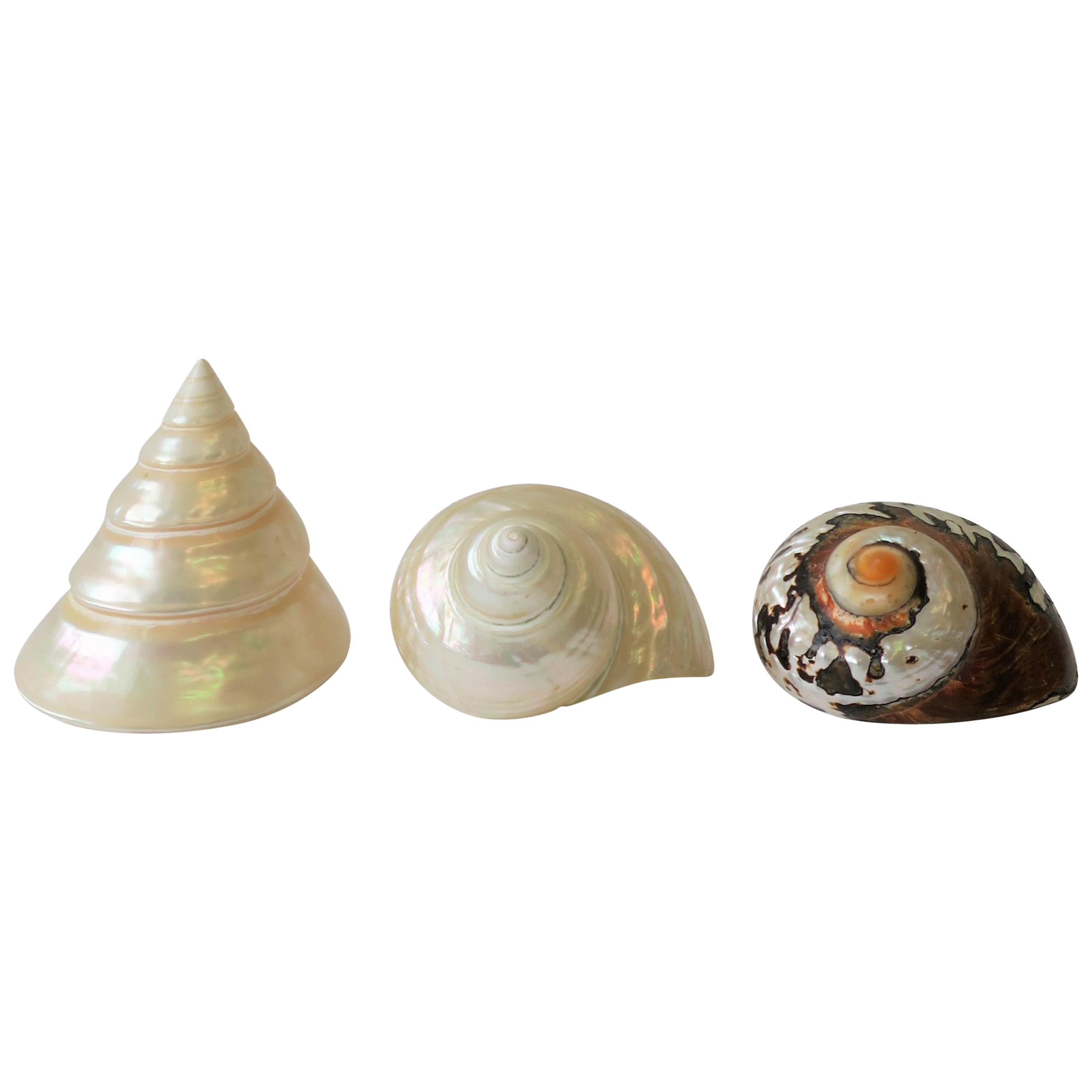Mother-of-Pearl Seashells Sea Shells