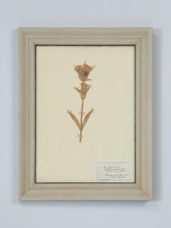 Set of (3) Old Framed Pressed Botanicals from Switzerland