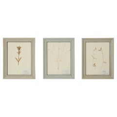Set of (3) Old Framed Pressed Botanicals from Switzerland