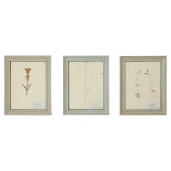 Set of (3) Old Framed Pressed Botanicals from Switzerland