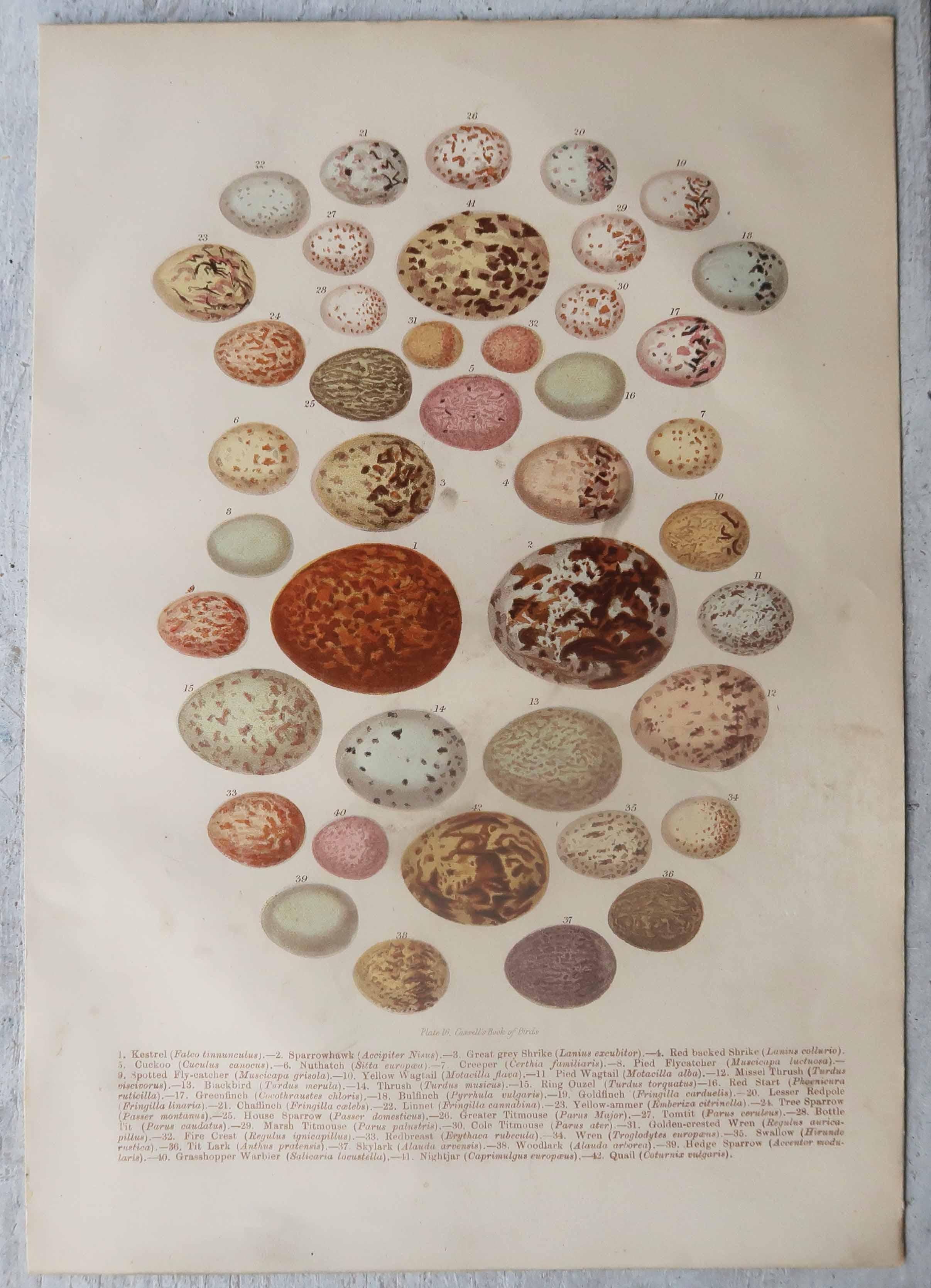 Wunderschöne Vogeleierdrucke

Chromo-Lithographien

Veröffentlicht von Cassell, C.1880

Die angezeigte Messung bezieht sich auf einen der Drucke

Ungerahmt.

Kostenloser Versand



